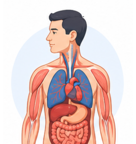 Anatomia e fisiologia